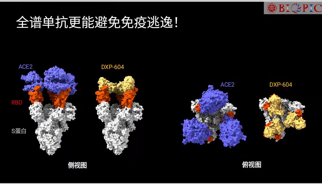 我国新冠特效药或再出“黑马”，能防变异株