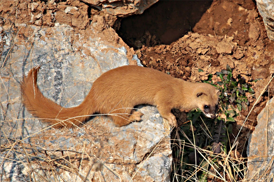 养殖户:它可不好伺候