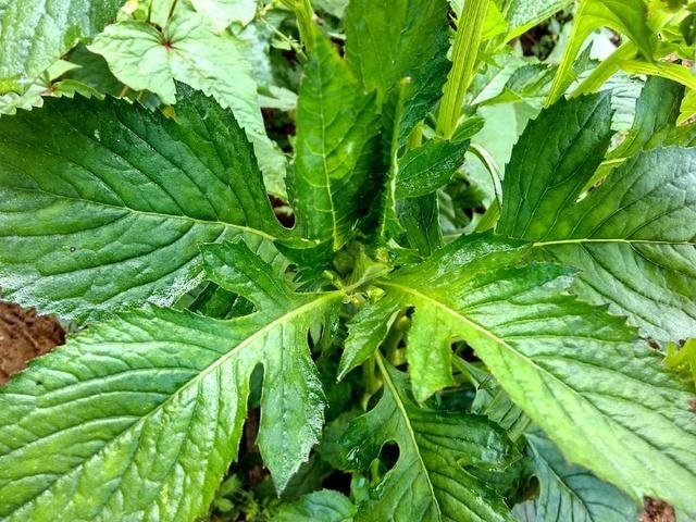 野茼蒿的功效与作用野茼蒿的功效与作用