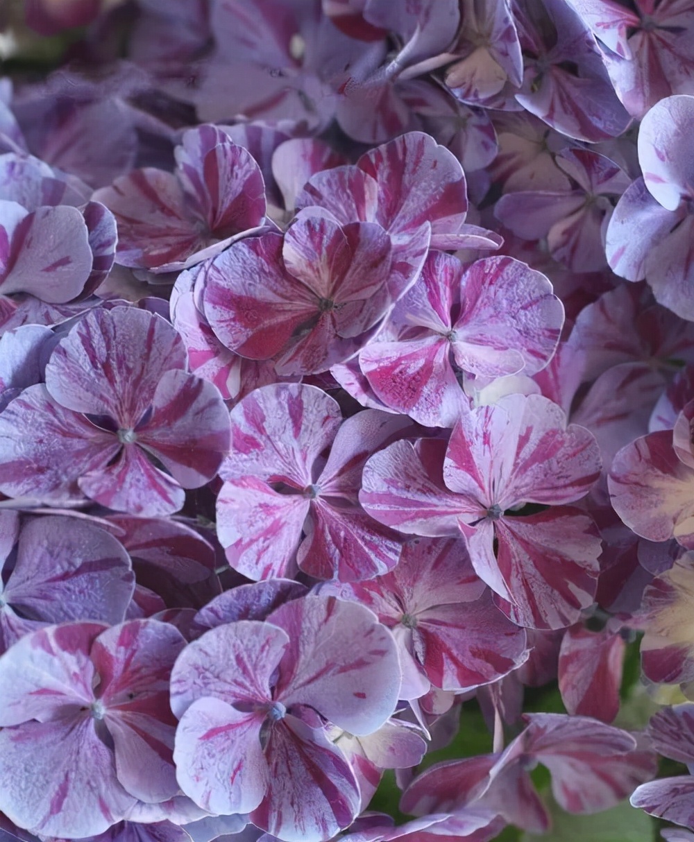 球的种类图片和名称(远看是花海，近看是花球，让这8种绣球承包你花园的180天)