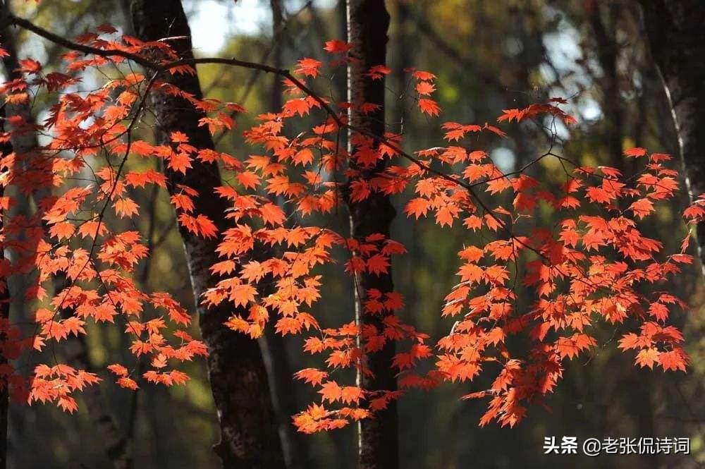 两个原因！不知名诗人的经典五律，被誉为在“晚唐诗中鹤立鸡群”