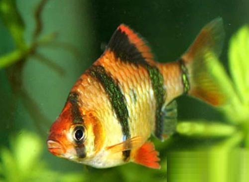 金虎皮绿虎皮斑马鱼飞凤灯类品种红绿灯头尾灯蓝三角红莲灯黑莲灯神仙