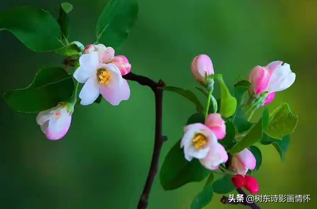 海棠含珠芬芳寓吉祥