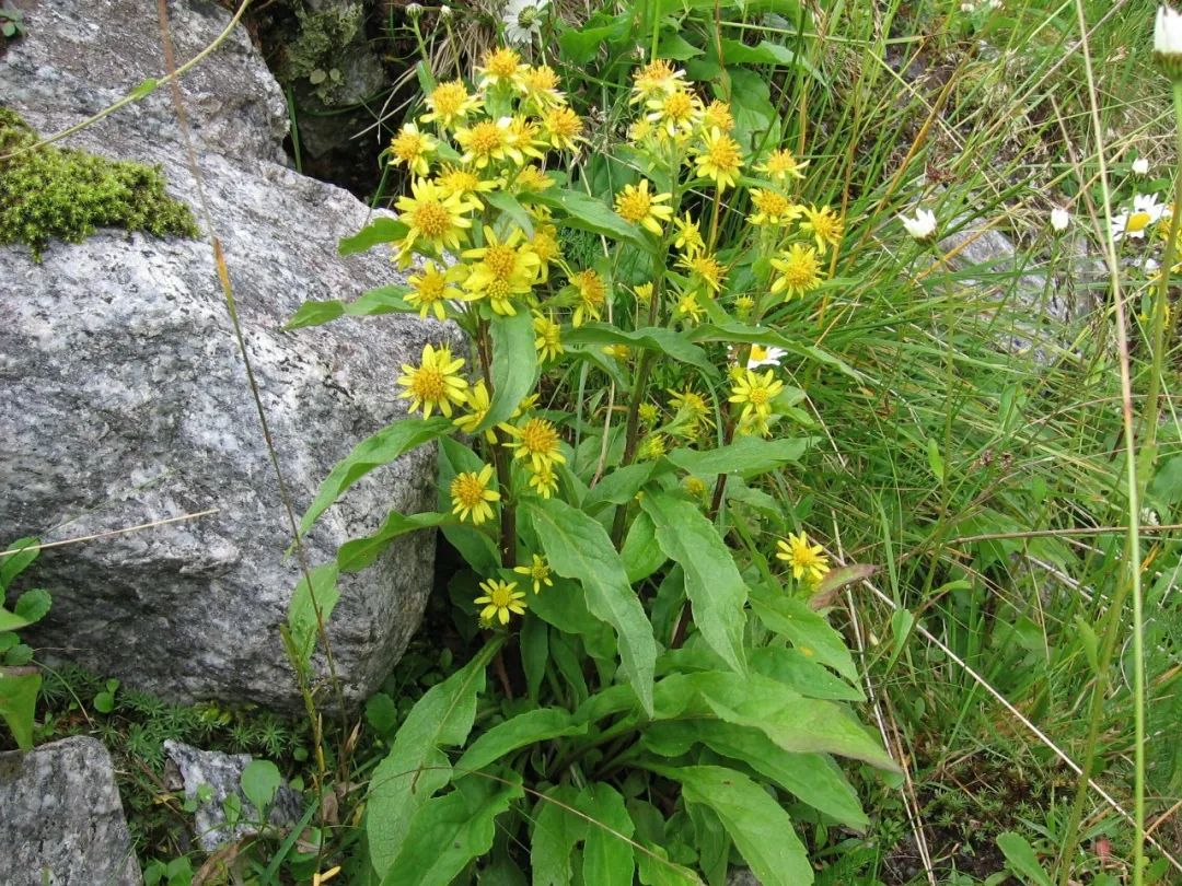 的新疆等地)一枝黃花solidago decurrens,我國本地的一枝黃花屬植物