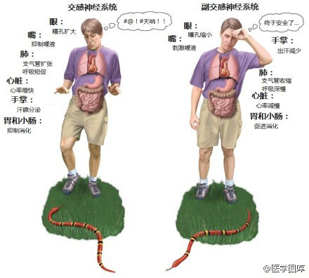 神经元结构示意图（神经元结构示意图手绘）-第30张图片-科灵网