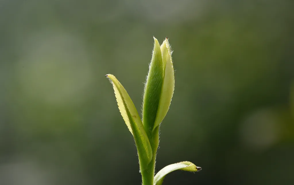 茶毫对人体的作用（茶毫的功效与作用）