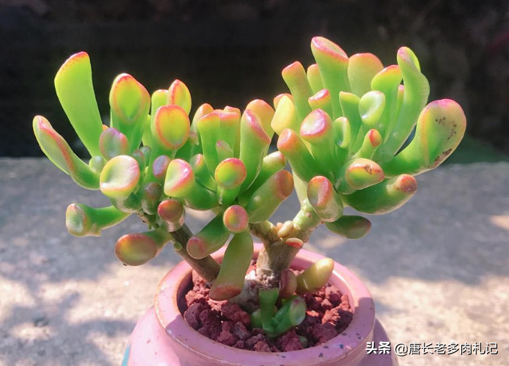 你养筒叶花月是什么原因?不瞒大家我是冲着吸财树三个字才养它的