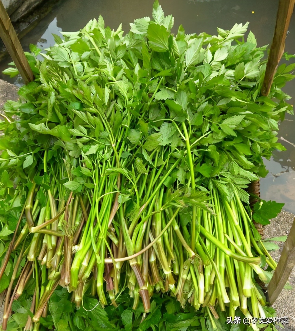 什么是水芹菜(水芹菜有什么功效) - 风集网