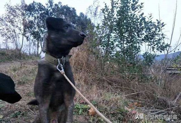 农村最优秀的4种猎犬，如今纯种的十分珍贵，擅长山地捕猎