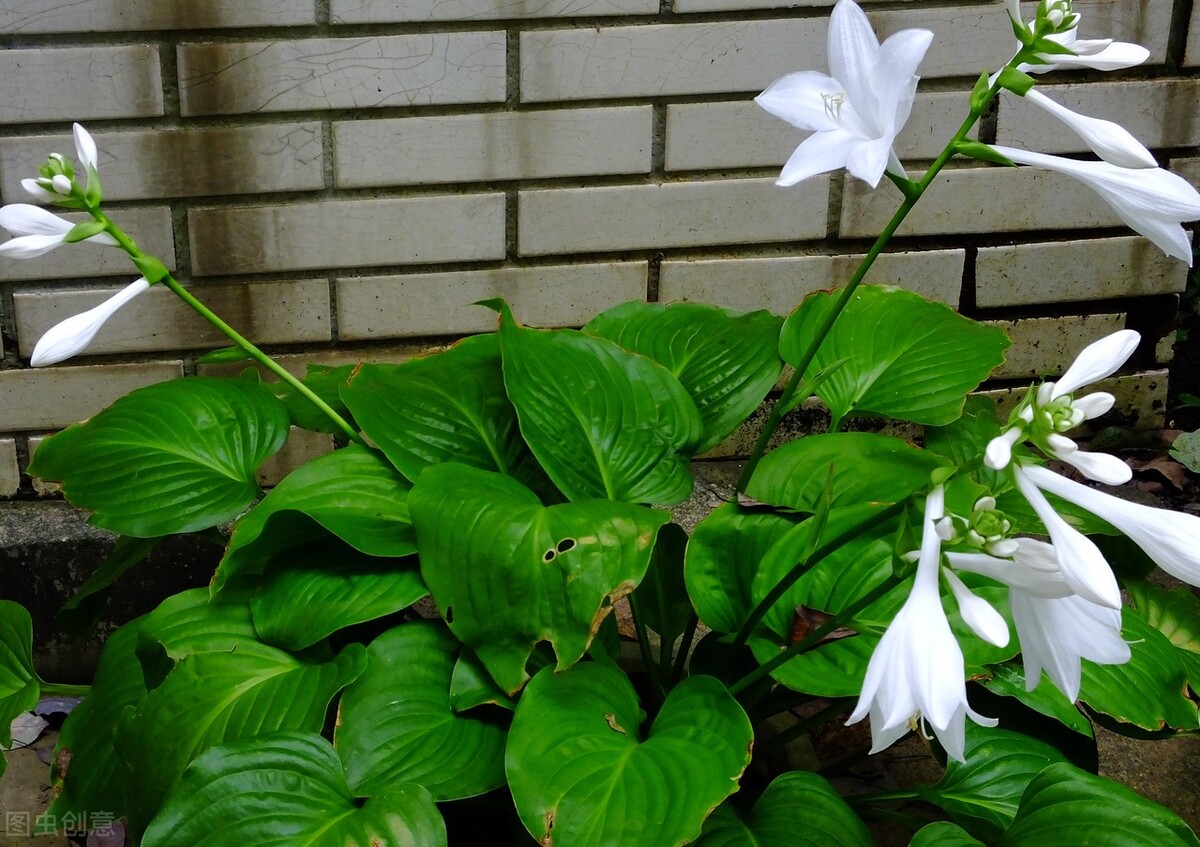 玉簪花的风水寓意（花色纯洁与众不同，玉簪花的养护须知）