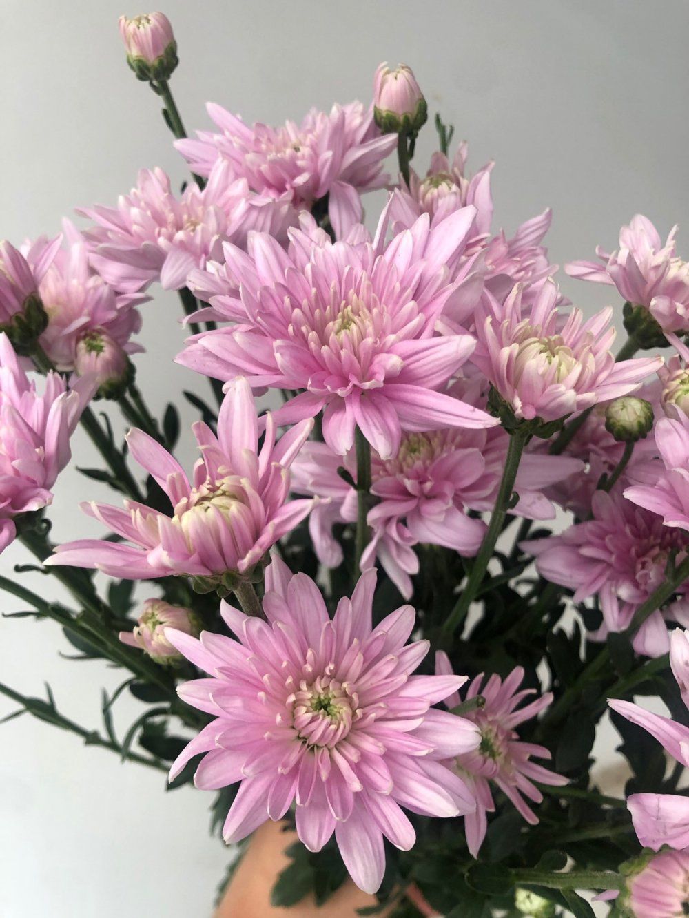 小雏菊花期（小雏菊花期较长养护得当可更长）