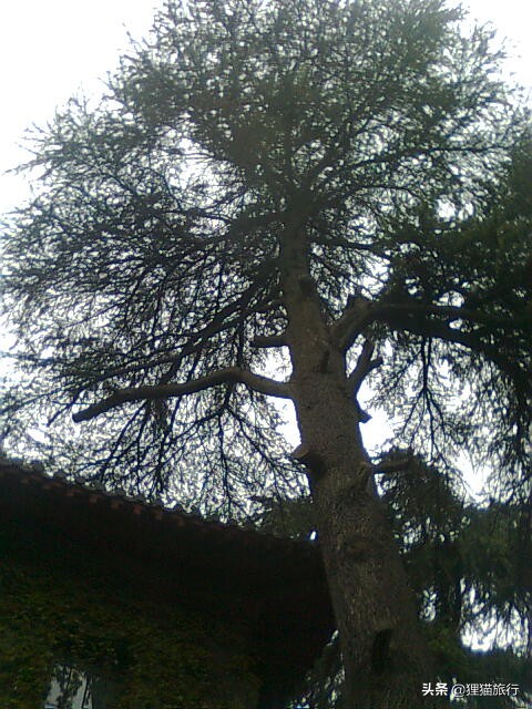 百年名校南京大学一日游，八年前的老照片带你回忆南大