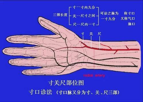 寸关尺切脉位置图寸关尺切脉位置图及五脏