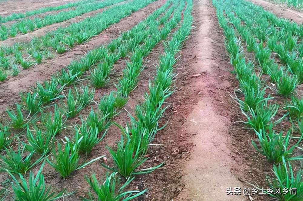 韭菜种子种植方法，这样种既简单又方便，种一次能采收七八年