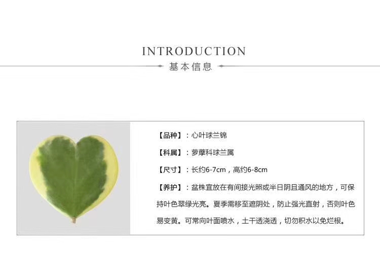 多肉的花语你了解的有多少