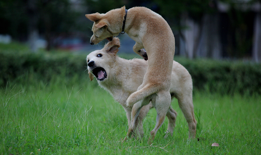 犬瘟初期眼睛的图片（得了犬瘟的狗狗眼睛是什么症状）-第5张图片-华展网