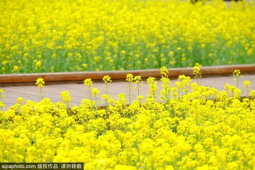 去哪看油菜花,