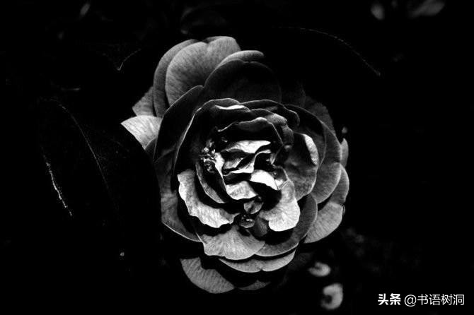 代表黑暗和绝望的花是什么花（附：十大诅咒之花）-第35张图片