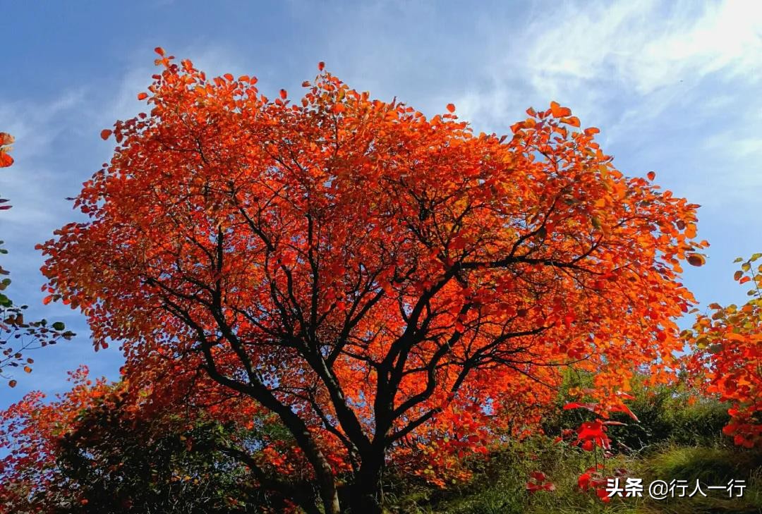 河南的秋天，这10大景区一定要去看看，每一处都美出仙境，还免费