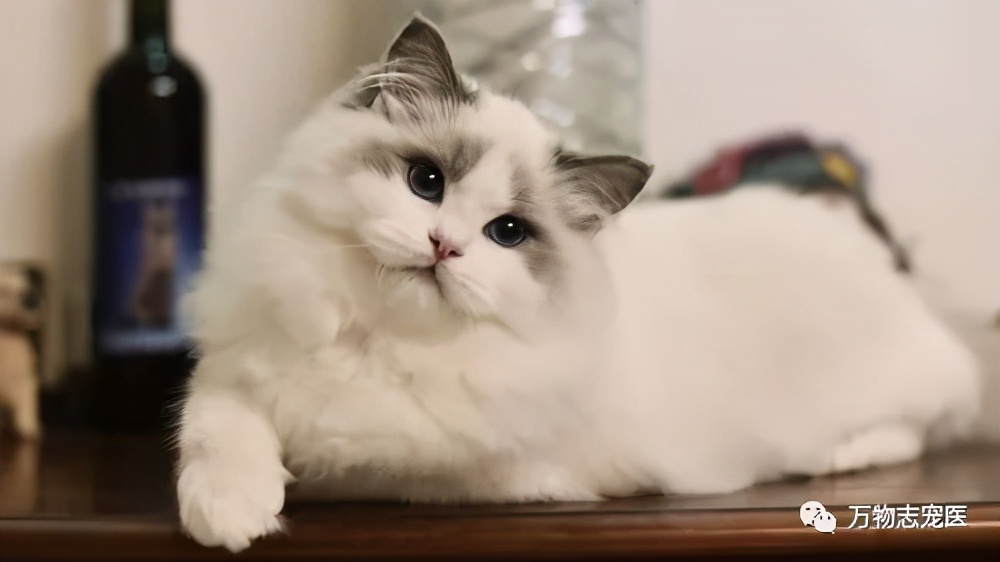 猫咪出现这些症状可能需要驱虫，教你如何判断是否该给猫咪进行驱虫治疗。