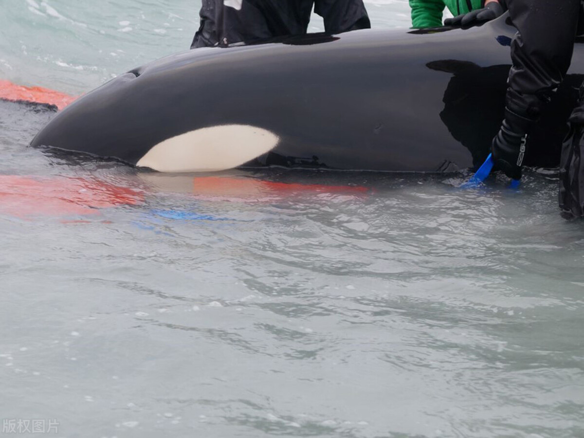 吃海豹,猎蓝鲸,杀大白鲨,凶残的海洋霸主虎鲸,为什么不吃人?