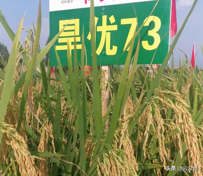 优质旱稻品种有哪些?