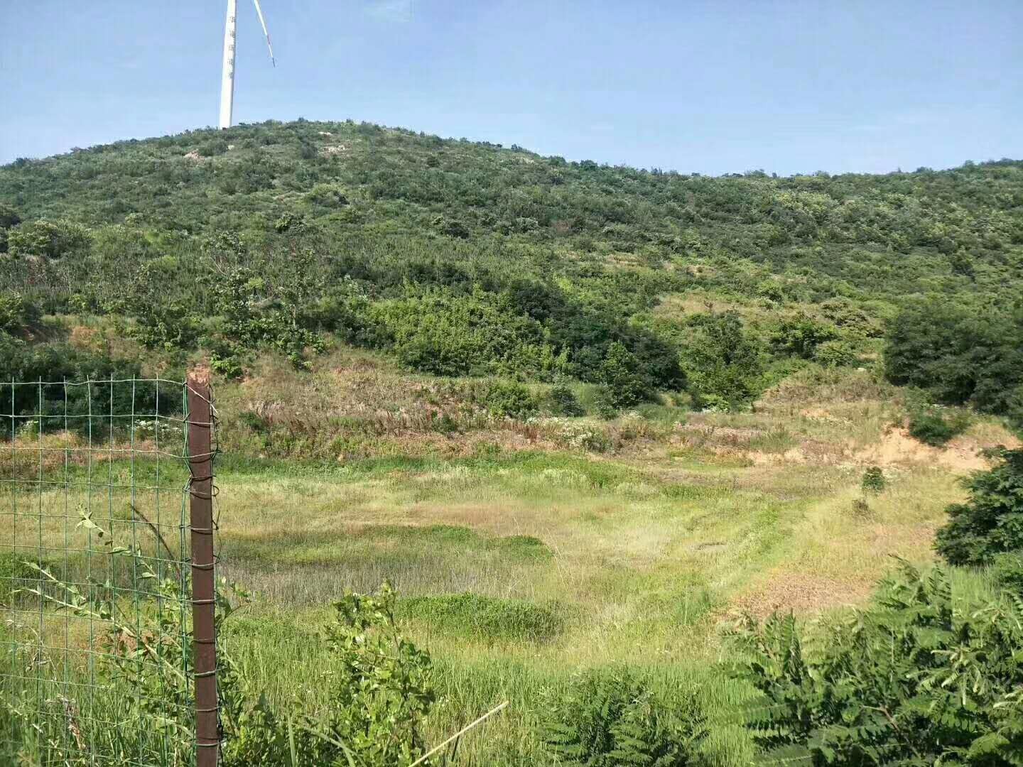 山东青岛平度市800亩山林地转让，有山有水有风车，可做乡村旅游