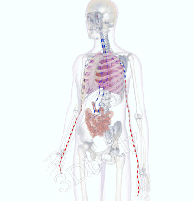 最新经络图，精美3D动态循行图，详细易懂