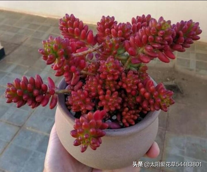 多肉黄叶了怎么办?解决办法来了
