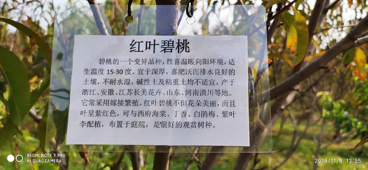 陪你一起看湖北省广水一中①——走进植物王国