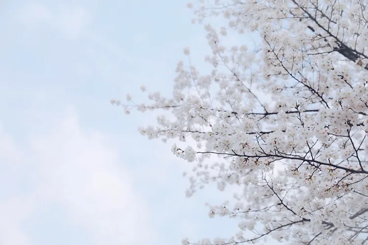 武汉樱花开了：悲伤是短暂的，美好总会如期而至