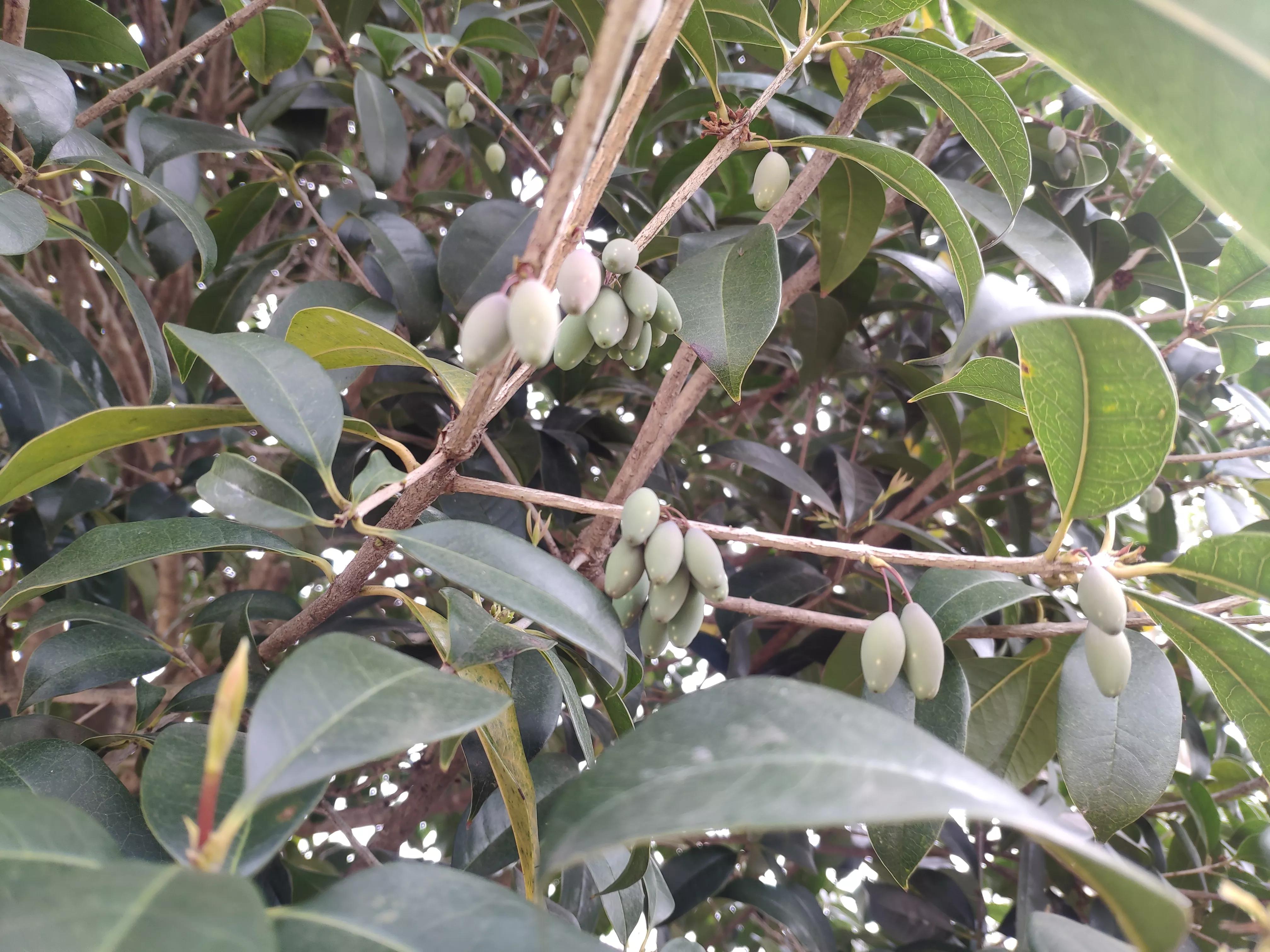 农村桂花树上结的果实 桂花树上结的果子