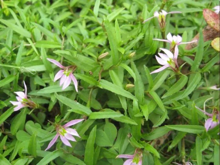 半边莲图片半边莲的功效与作用