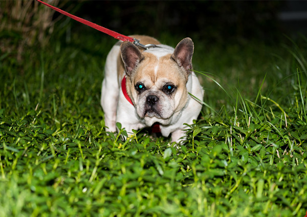狗在黑夜会眼冒金光，俗称“钛合金眼”，到底是什么原因造成的