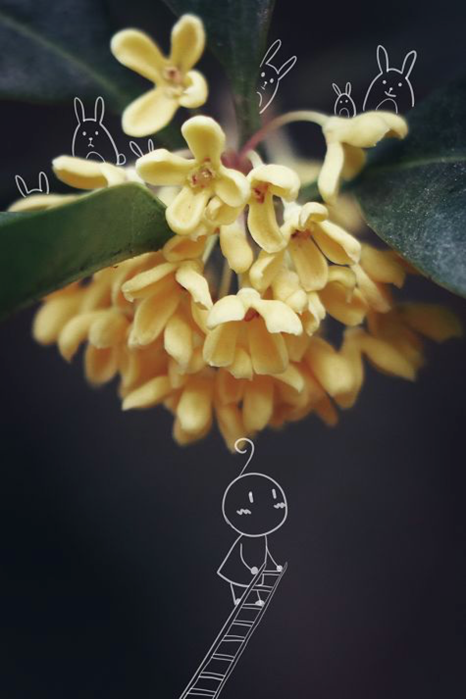 你的理想大学，终于被做成了手机壁纸