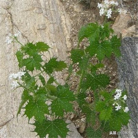 世界10大危险植物之一的坏女人花，注定只能孤芳自赏！