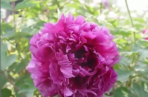 100种名贵牡丹鉴赏 绘画好素材（报花名）