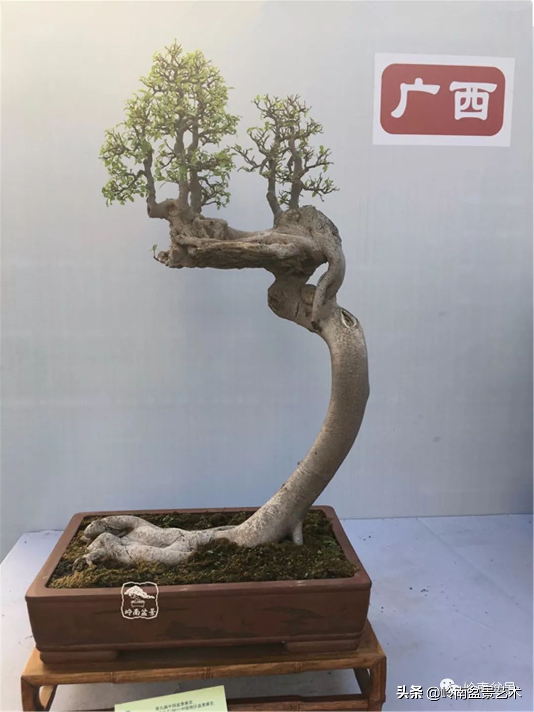 榕樹盆景圖片,榕樹盆景圖片大全欣賞
