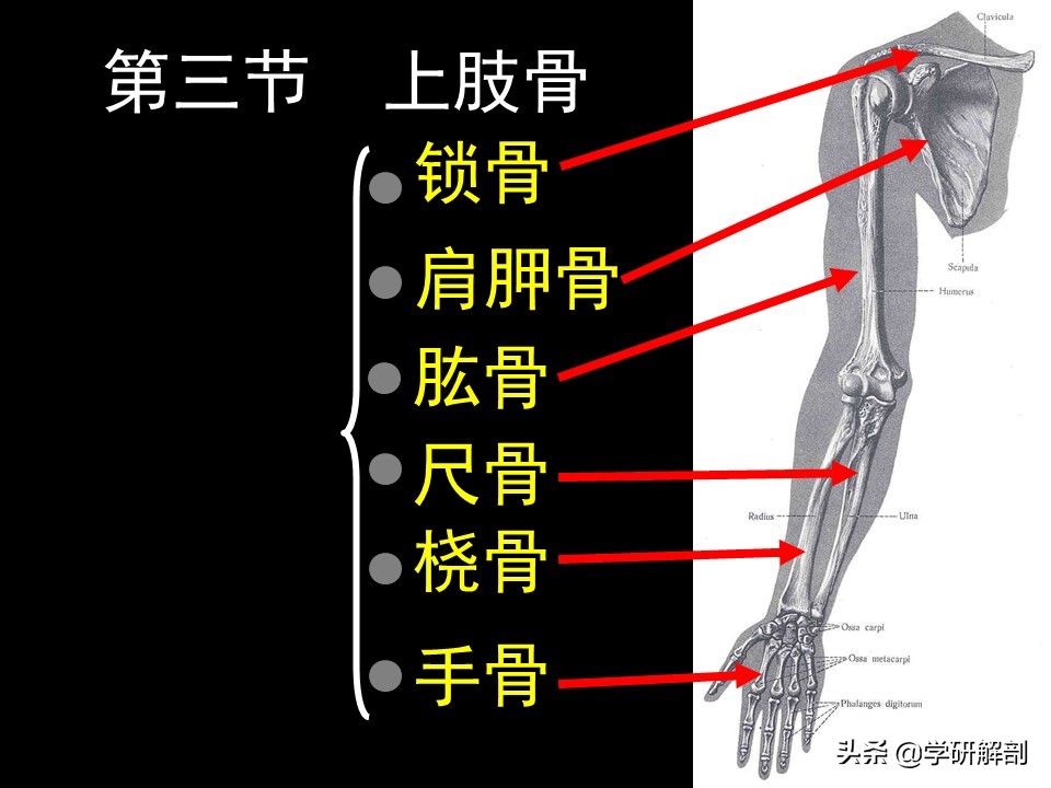 美人骨和蝴蝶背指的是上肢带骨锁骨和肩胛骨，上肢骨的形态结构