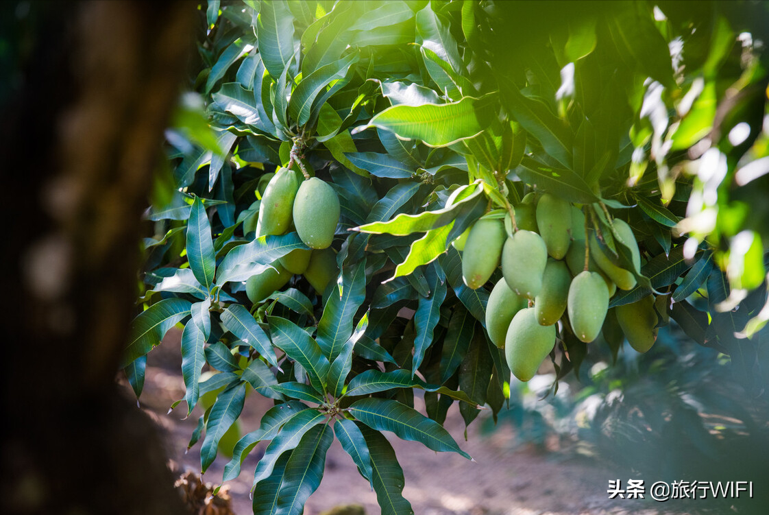 海南环岛自驾游攻略，这些地方居然比去三亚更值得