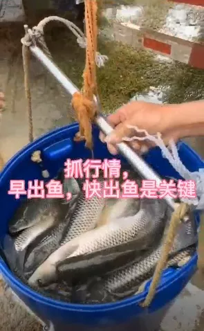 今日开封草鱼塘头价（今日草鱼塘头价格表）