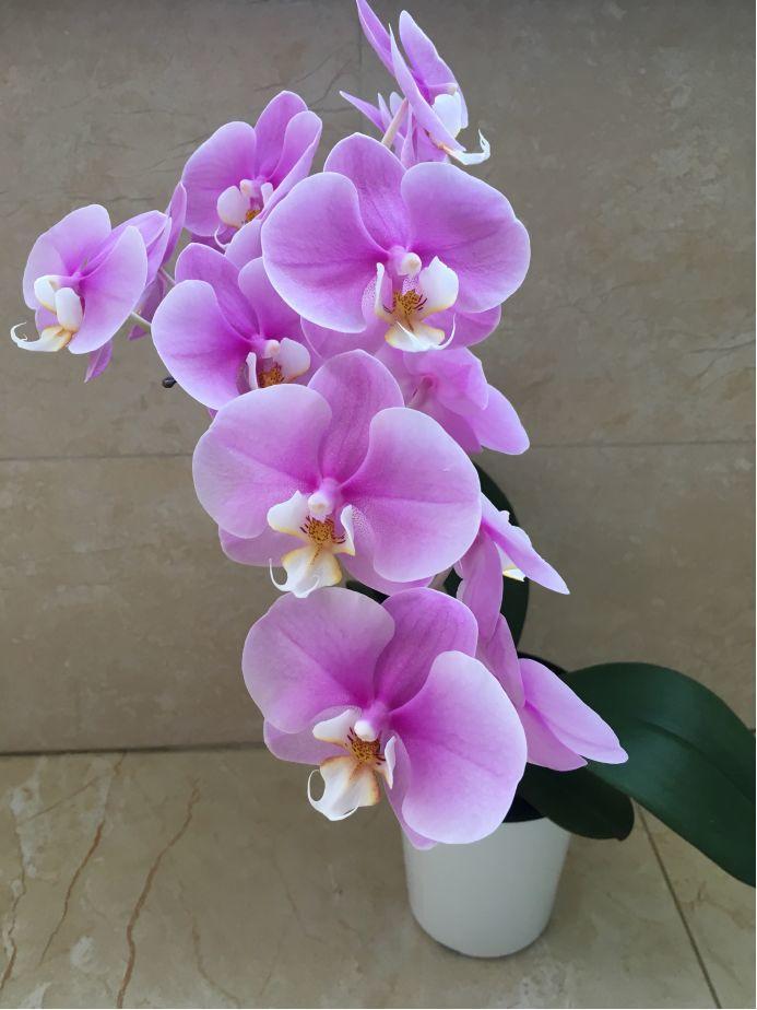 蝴蝶兰想养好很容易,从挑选到养护,全部都教你