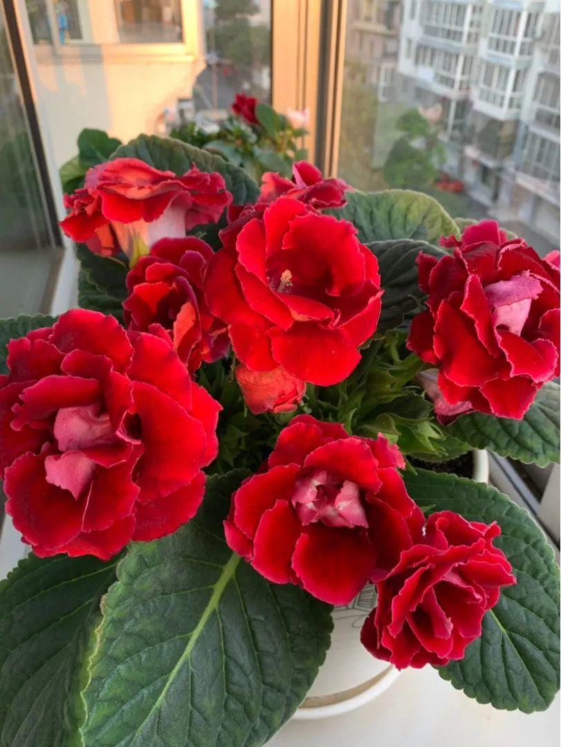 1,四季开花耐阴植物有哪些品种  1白掌 白掌一年四季都可以开花,它的