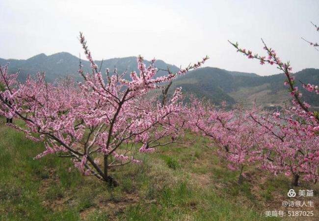 人间四月花如海