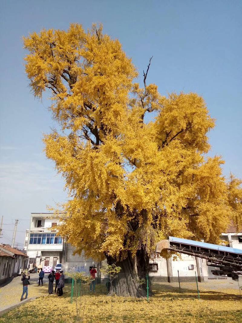 20颗即可致死！银杏果毒性这么强，为啥在城市里随处可见？