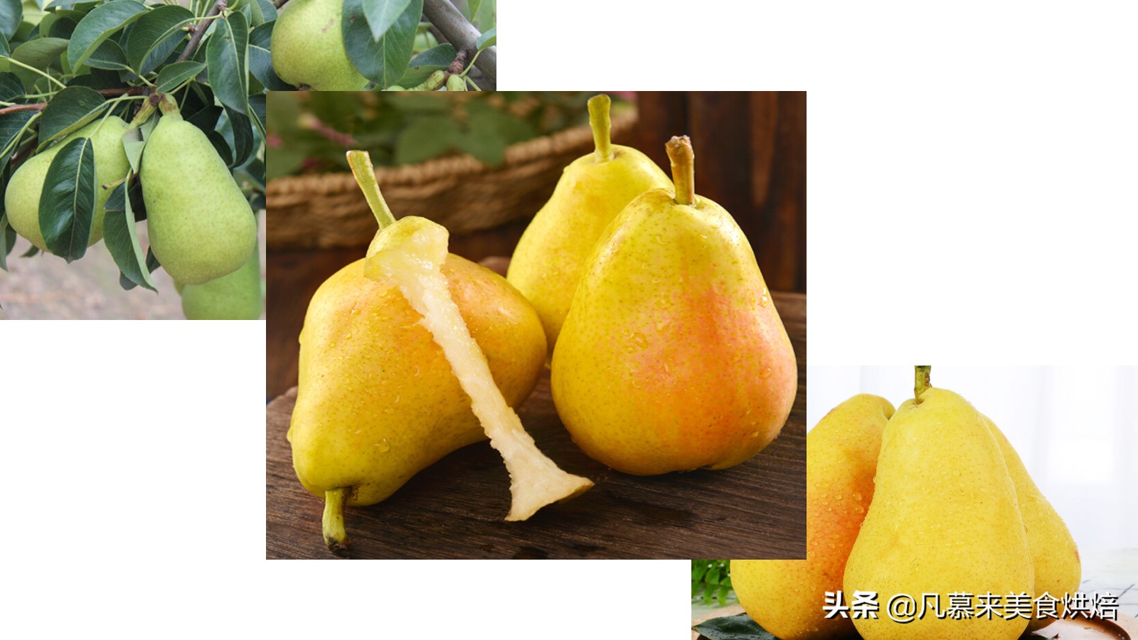 苹果梨图片（盘点全国最好吃的50种梨快收藏）