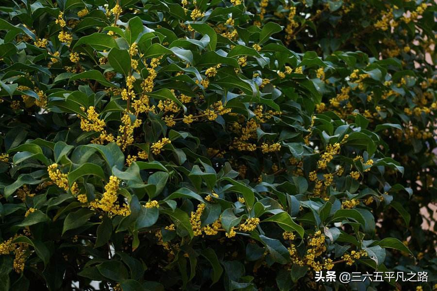 桂花樹栽在院子哪個位置好(4個適合種植桂花樹的地方)