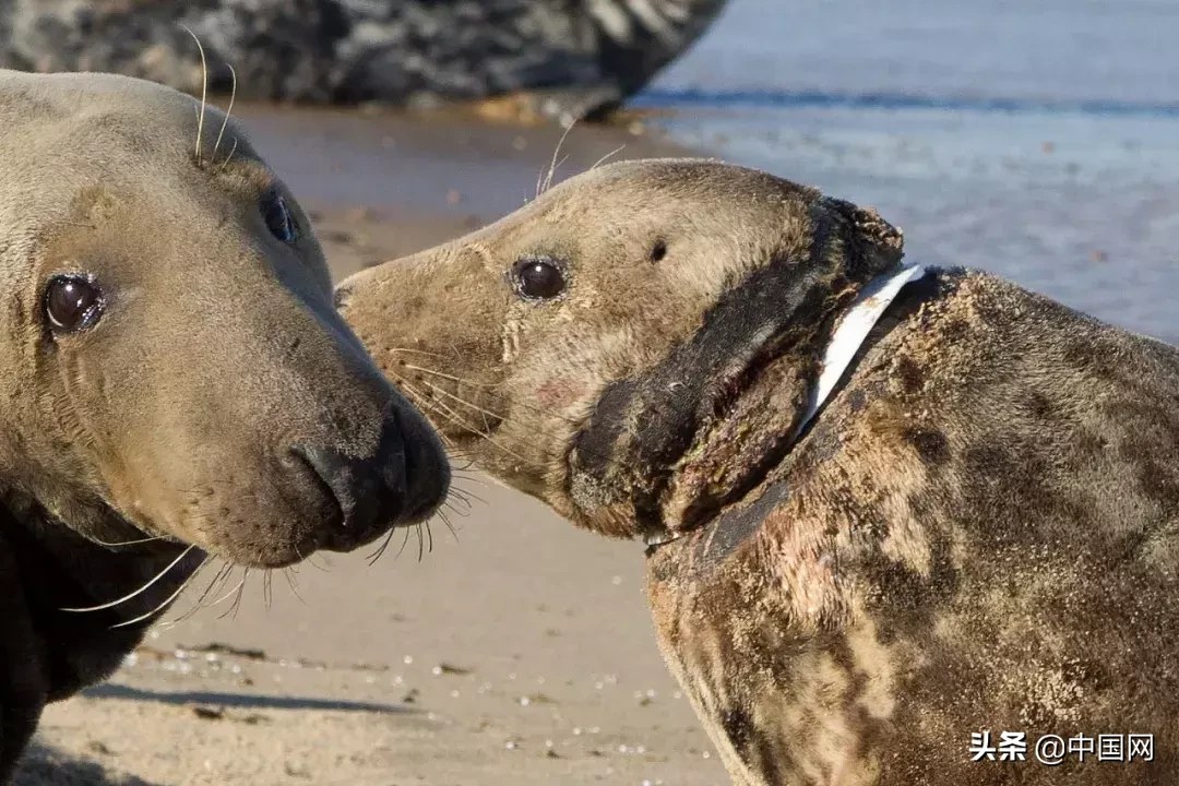 女子因垃圾未分类竟把志愿者掐晕，被行拘3日