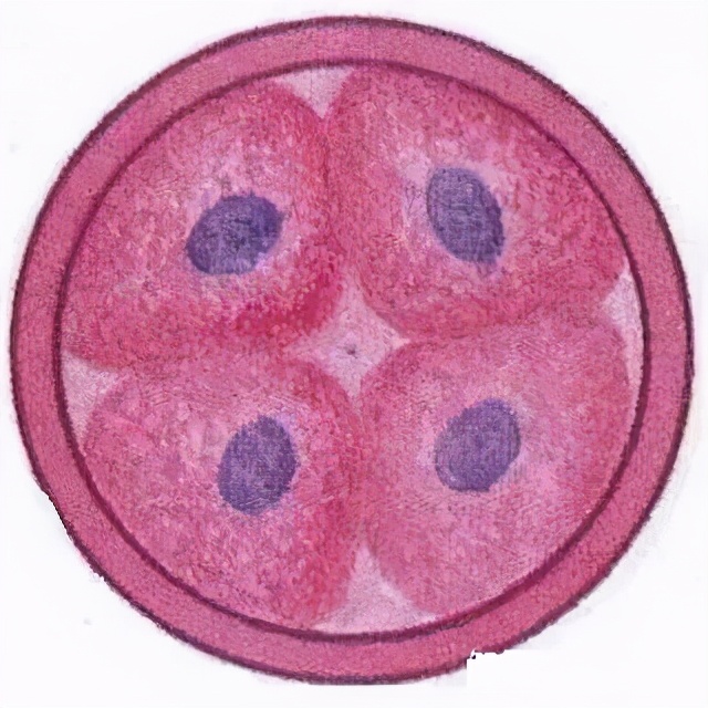 女子同房到怀孕图解