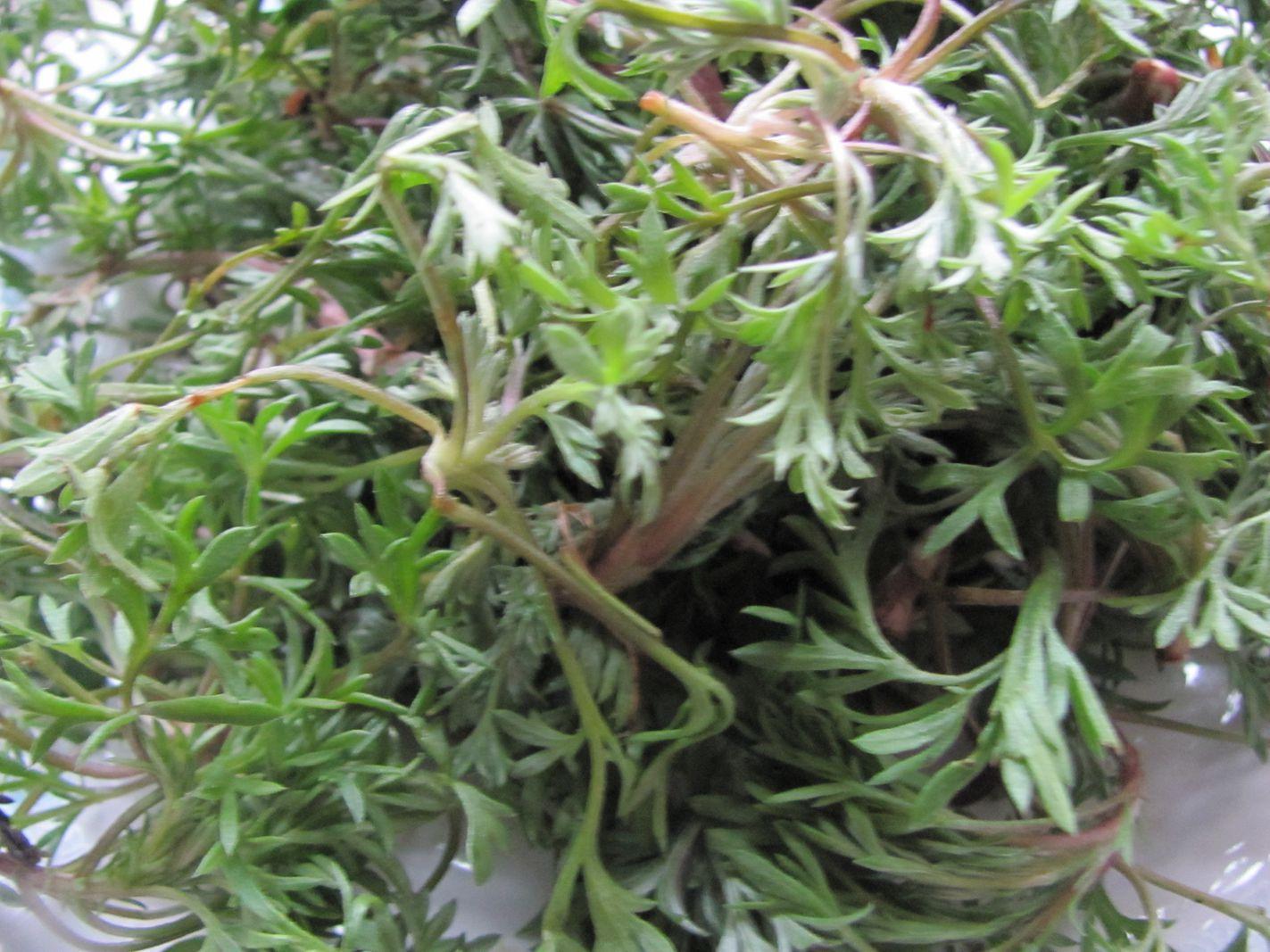 茵陈泡水喝清热解毒又护肝?但提醒大家:这几类人却不适合多喝